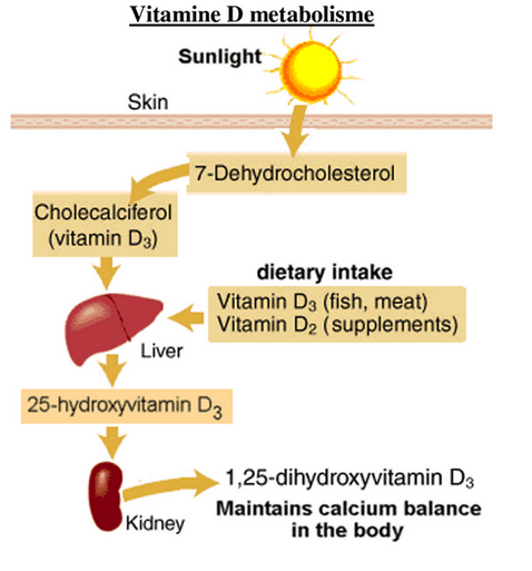 vitamine d3 waarvoor